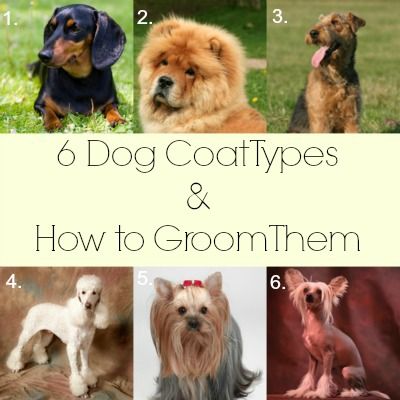 Dog Grooming Tips – Knowing Your Dog’s Fur Type